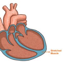 Reduced Ejection Fraction