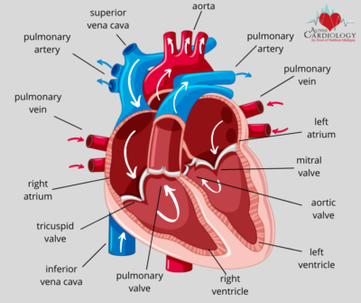 Alpine Cardiology - Heart Anatomy